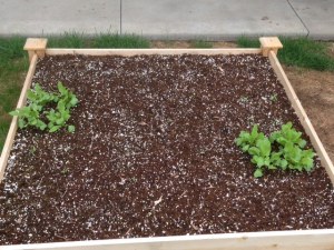 Tomatoes, White Radishes and Peppers