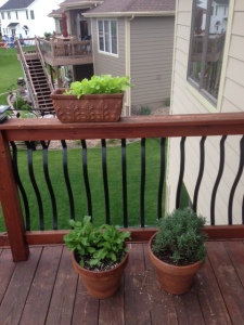 Lettuce on railing Arugula in pot on the left French Lavender on the right