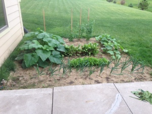 My main garden one month later. Beets fell victim to deer but everything else has grown by leaps and bounds.